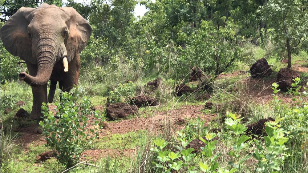 elephant in the wild surrounded by mounds of dirt